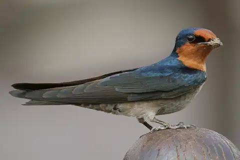 Pacific Swallow