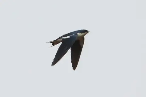 Pied-winged Swallow