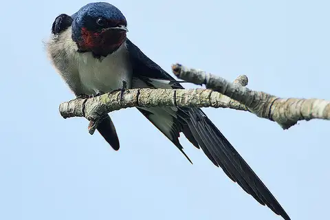Red-chested Swallow