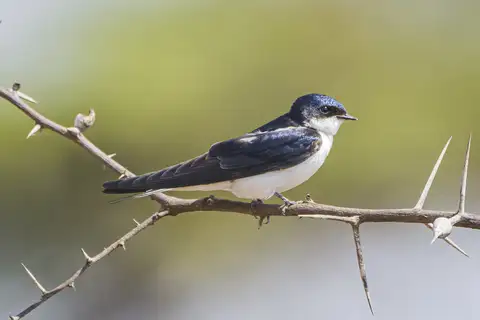 White-tailed Swallow