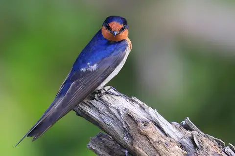 Welcome Swallow