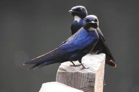 White-bibbed Swallow