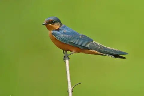 Black-and-rufous Swallow