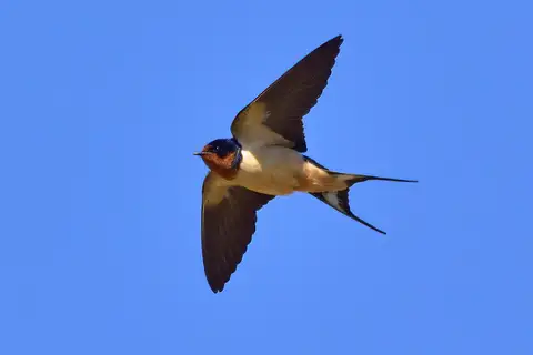 Barn Swallow