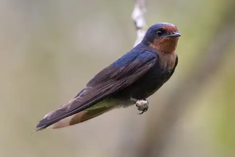 Tahiti Swallow
