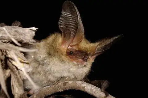 small big-eared brown bat