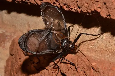 Southern African Bell Cricket