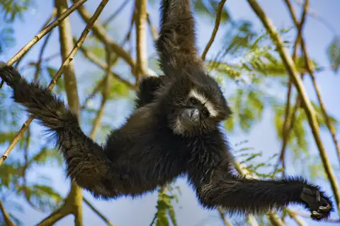 Western Hoolock Gibbon