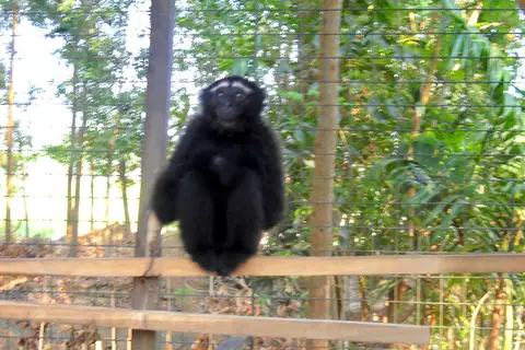 Eastern Hoolock Gibbon