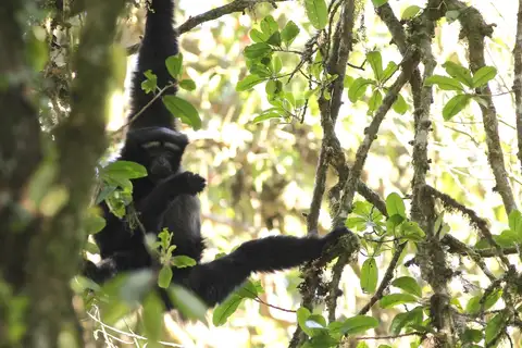 Skywalker Hoolock Gibbon