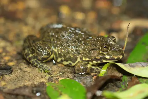 East Asian Bullfrog