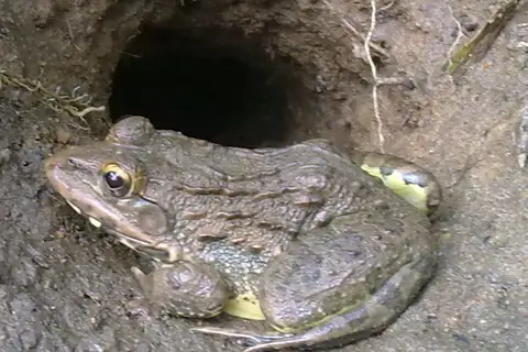 Jerdon's Bullfrog