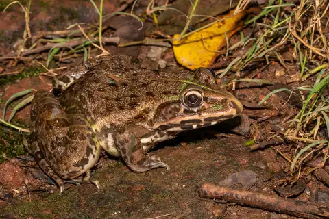 Indus Valley Bullfrog