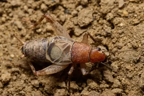Western Brush Cricket