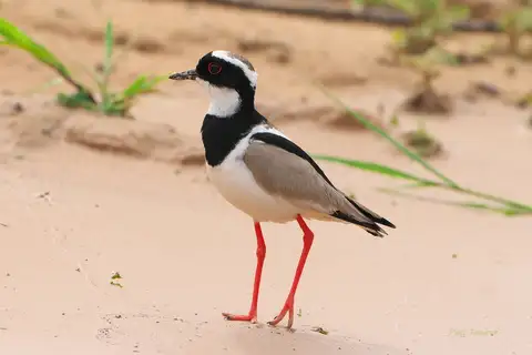 Pied Plover