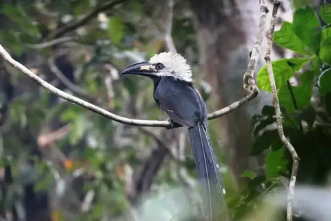 Western Long-tailed Hornbill