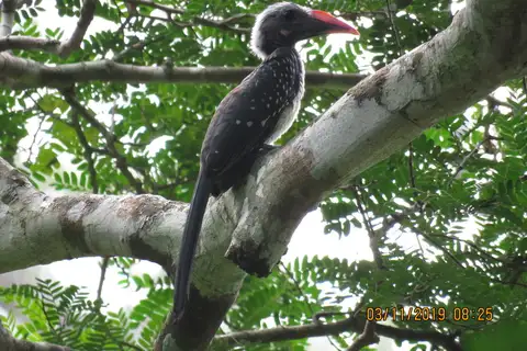 Eastern Dwarf Hornbill