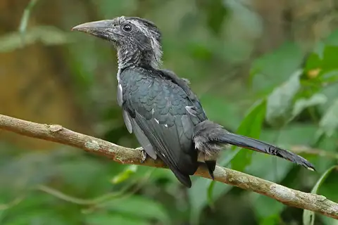 Western Dwarf Hornbill