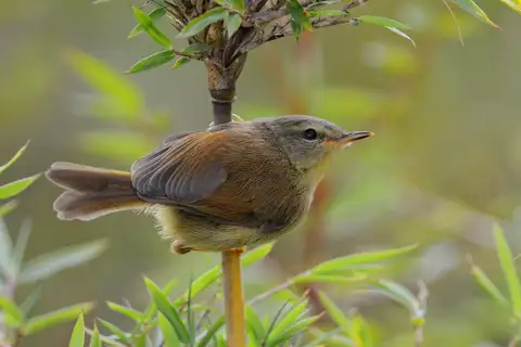 Yellow-bellied Bush Warbler