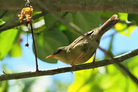 Palau Bush Warbler