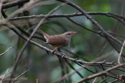 Manchurian Bush Warbler