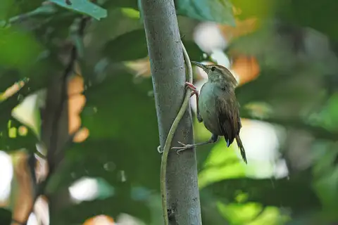 Tanimbar Bush Warbler