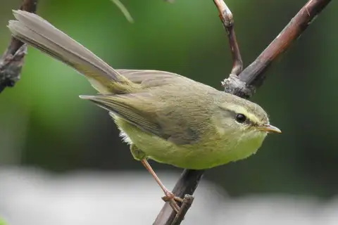 Aberrant Bush Warbler