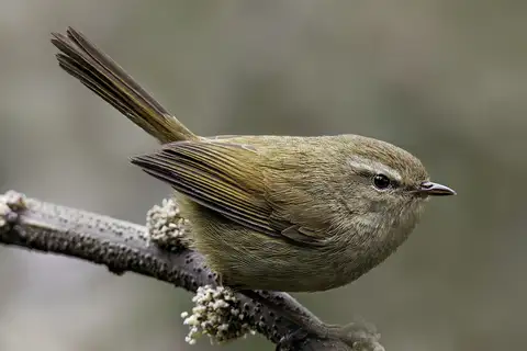 Brown-flanked Bush Warbler