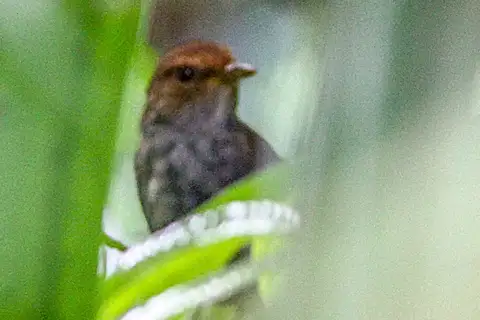 Bougainville Bush Warbler