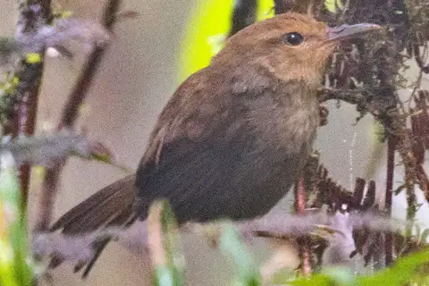 Shade Bush Warbler