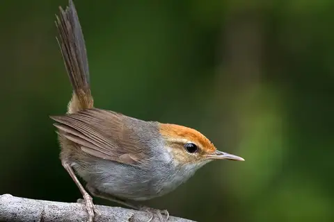 Fiji Bush Warbler