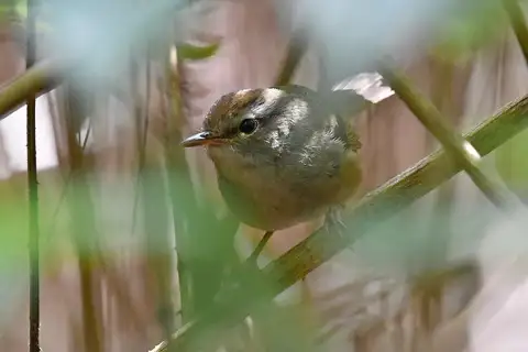 Philippine Bush Warbler