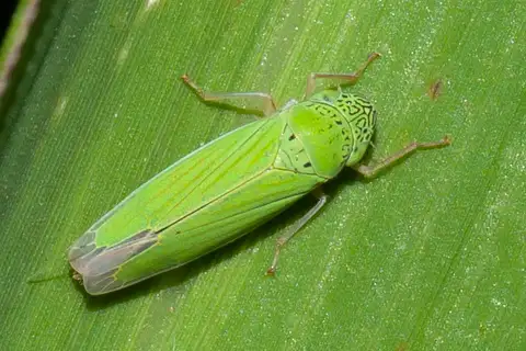 Common Green Leafhopper