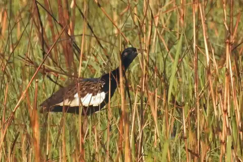 Bengal Florican