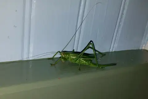 Arboreal Pine Katydid