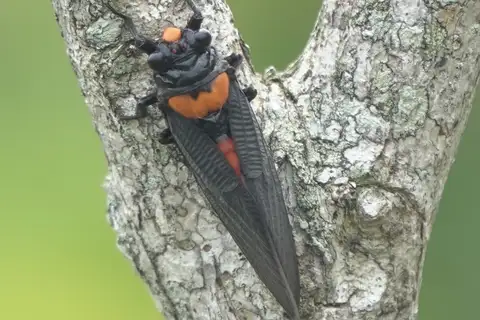 Huechys phaenicura