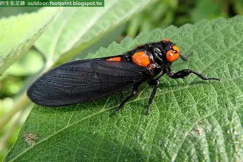Black and scarlet cicada
