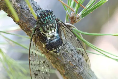 Robust Cicada
