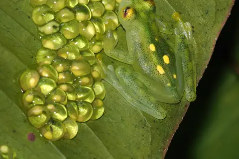 Atrato Glass Frog