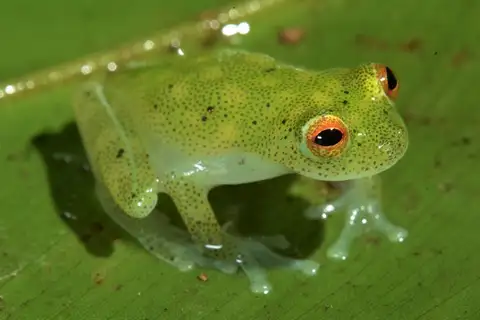 Banded-limb Glassfrog