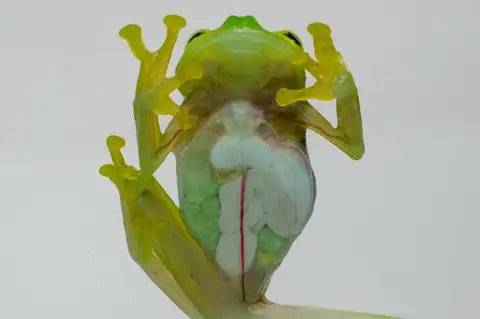 White-hearted Glass Frog