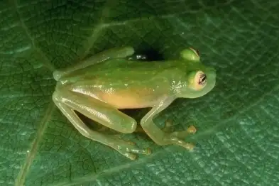 Suretka glass frog