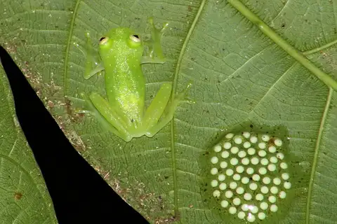 Plantation Glass Frog