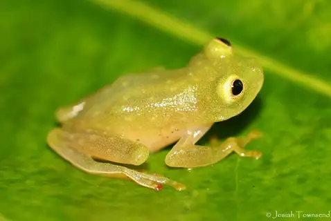 Fleischmann's Glass Frog