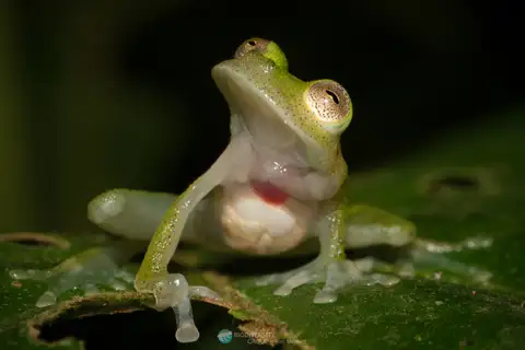 Yuruani Glass Frog