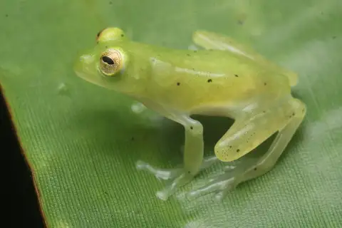 Hyalinobatrachium kawense