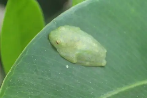 Upper Amazon Glass Frog