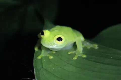 Eastern Glass Frog