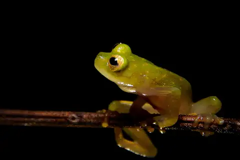 Tatayo's Glass Frog
