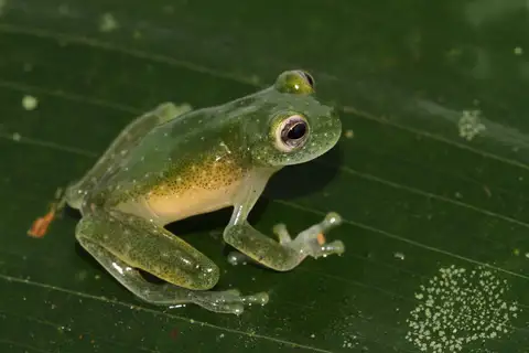Taylor's Glass Frog